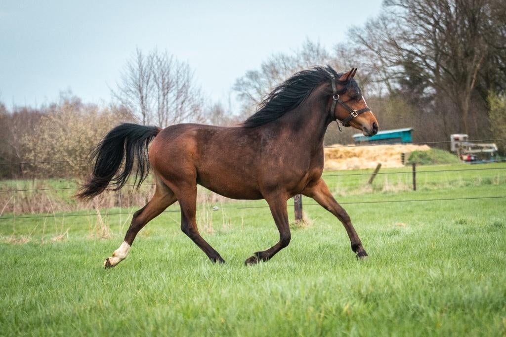 8 jarige D pony merrie zoekt fijn huisje, Merrie, Zadelmak, Ontwormd, 7 tot 10 jaar