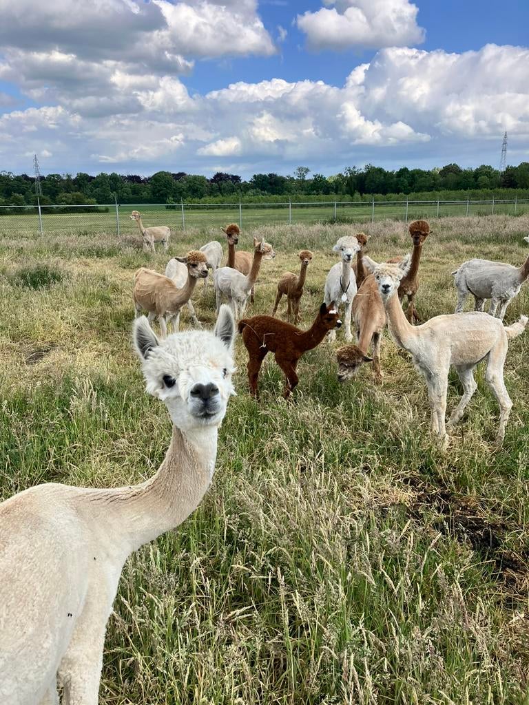 diverse alpaca’s: (drachtige) merries, hengsten en veulens, Dieren en Toebehoren, Overige Dieren, Mei, Meerdere dieren