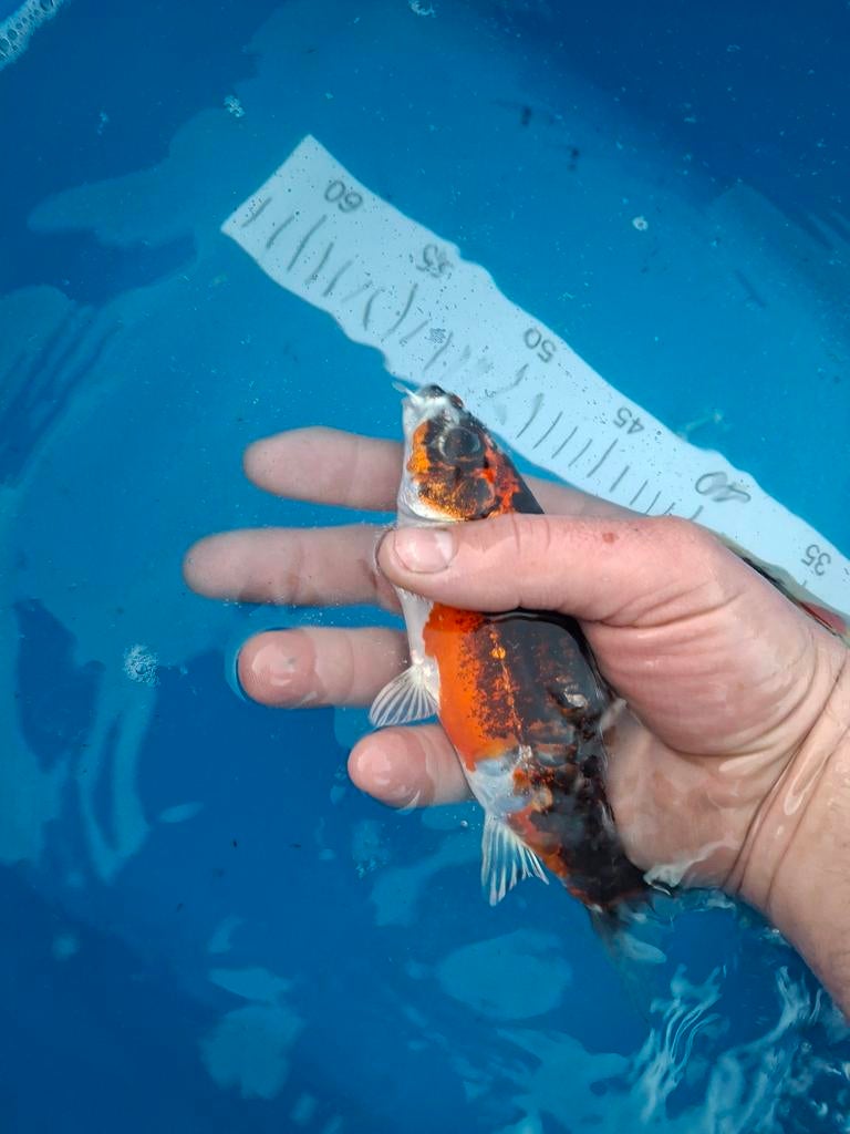 Koi tekoop 20 cm., Dieren en Toebehoren, Vissen | Vijvervissen, Karper of Koi