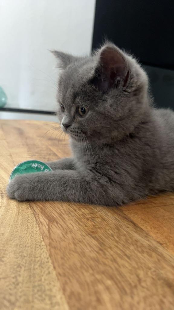 Britse Korthaar kitten, Dieren en Toebehoren, Kater, Ingeënt, 0 tot 2 jaar