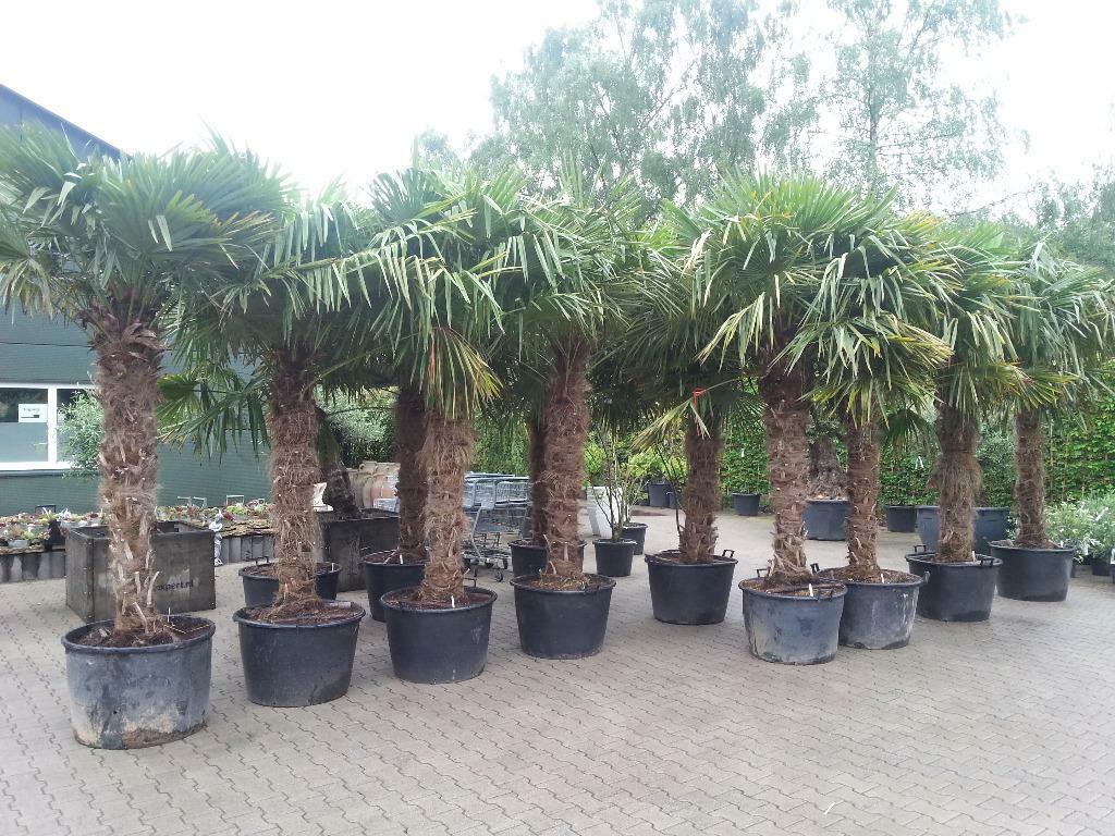 Trachycarpus fortunei palmbomen, olijfbomen, vijgenbomen, Ophalen of Verzenden, Halfschaduw, Palmboom, 100 tot 250 cm