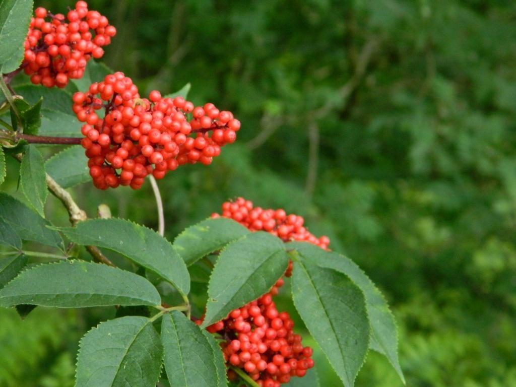 STRUIK Sambucus racemosa Trosvlier voedselbos eetbaar geurt, Overige soorten, Vaste plant, Ophalen of Verzenden, Halfschaduw