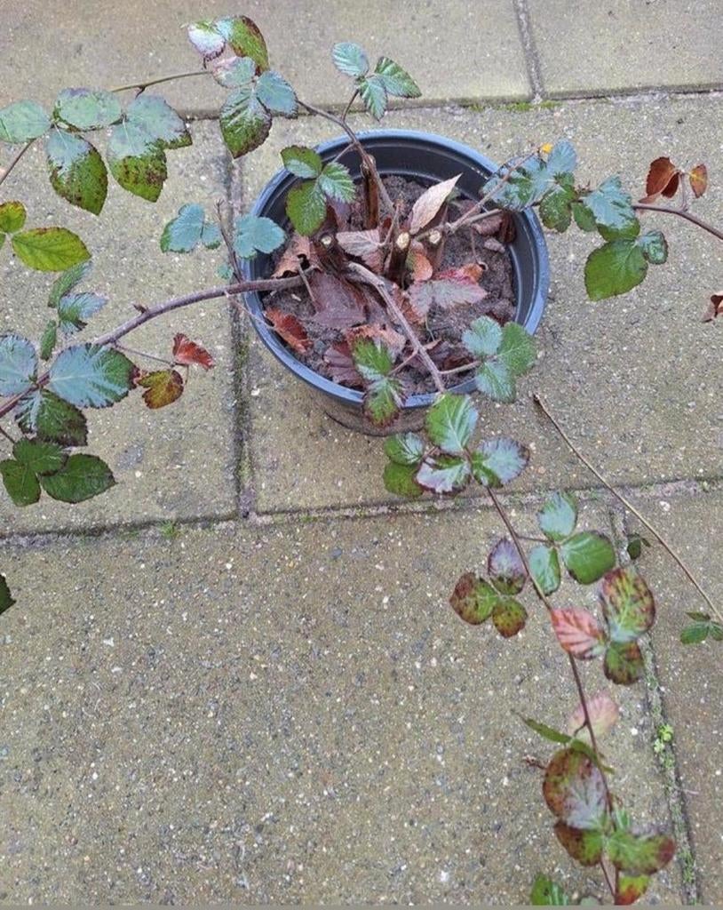 Braamstruik in pot - Fruitplant, Ophalen, Volle zon, Vaste plant, Fruitplanten