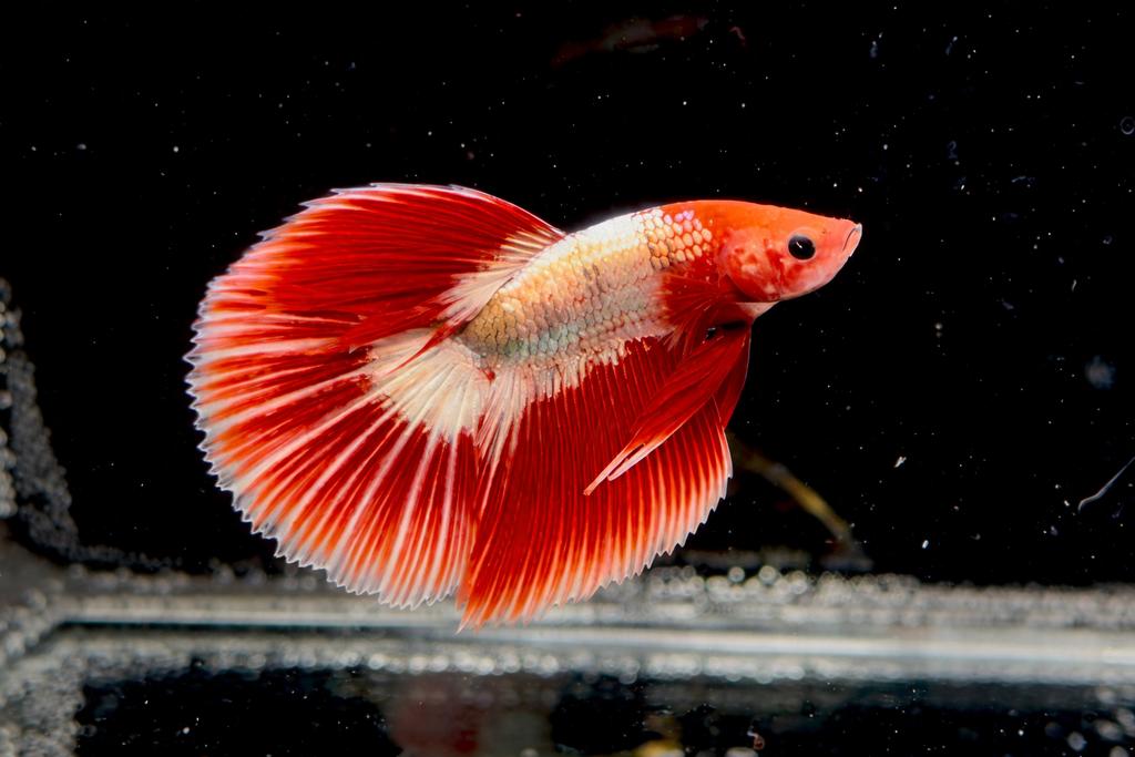 Betta Halfmoon Fccp, Dieren en Toebehoren, Vissen | Aquariumvissen, Vis