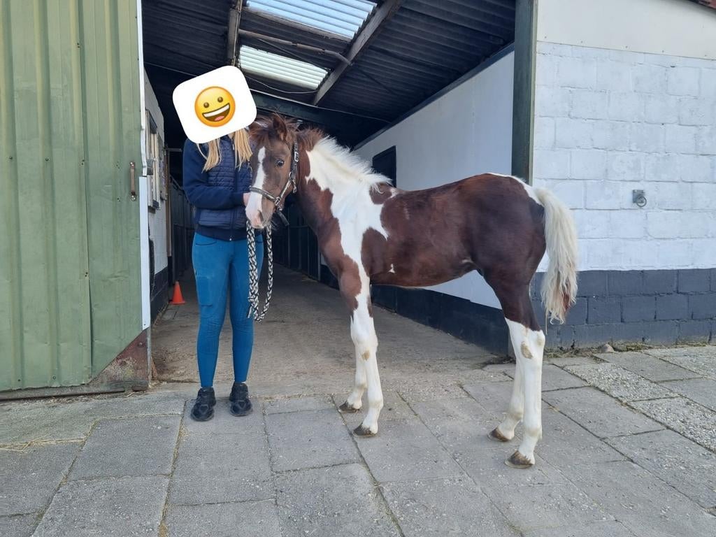 Barock pinto x Hongaar hengstveulen, Hengst, Niet van toepassing, 0 tot 2 jaar