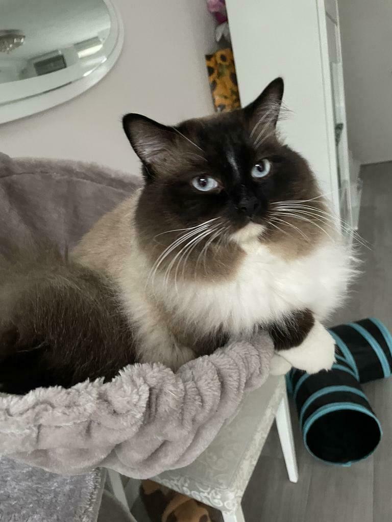 Ragdoll DNA GETEST(dekkater)NIET TE KOOP, Dieren en Toebehoren, Katten en Kittens | Dekkaters