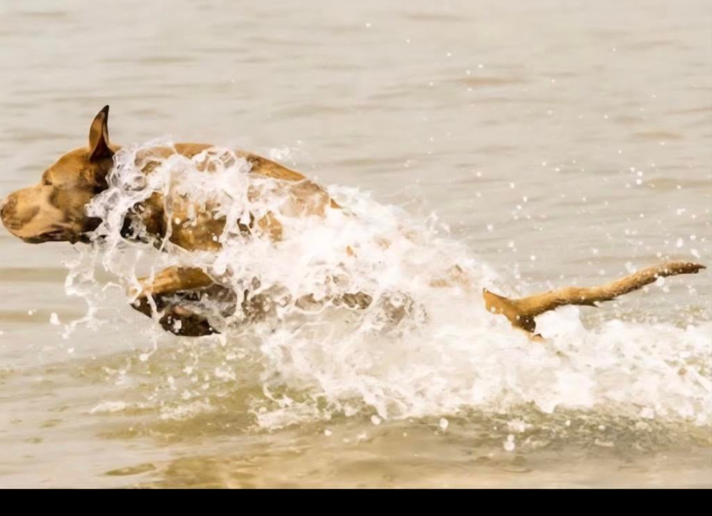 Ampit [Amerikaanse pitbull terriër] Dekreu, 6 jaar of ouder, Reu, Eén hond, Nederland