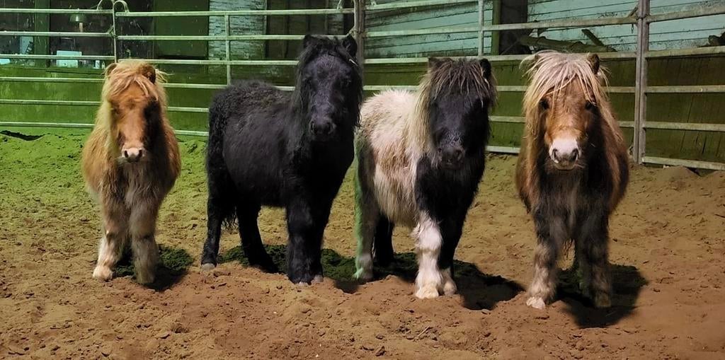 4 Shetland hengstveulens (geboren 2025), Dieren en Toebehoren, Paarden, Minder dan 160 cm, Hengst, Recreatiepaard, Gechipt