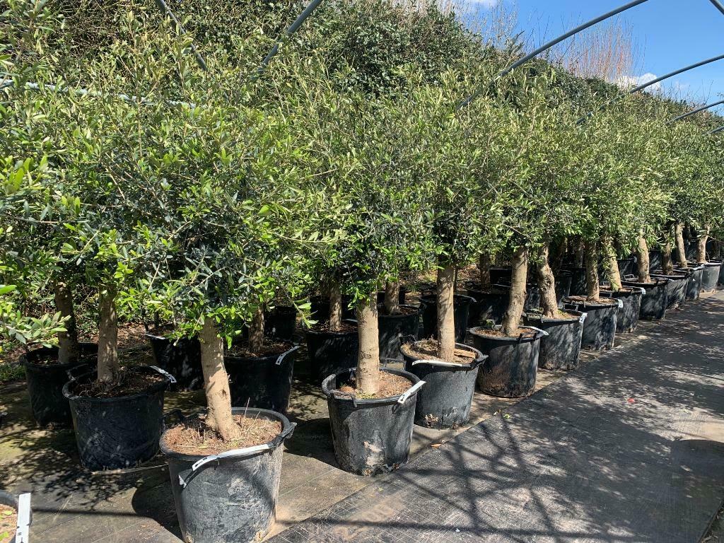 Olijfboom - Olijfbomen - Olea europaea stamomtrek 20/30 cm, Ophalen of Verzenden, 100 tot 250 cm, Olijfboom, Zomer