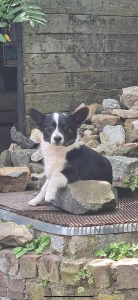 Welsh Corgi dekreu, Dieren en Toebehoren, Reu, Parvo, Eén hond, 3 tot 5 jaar
