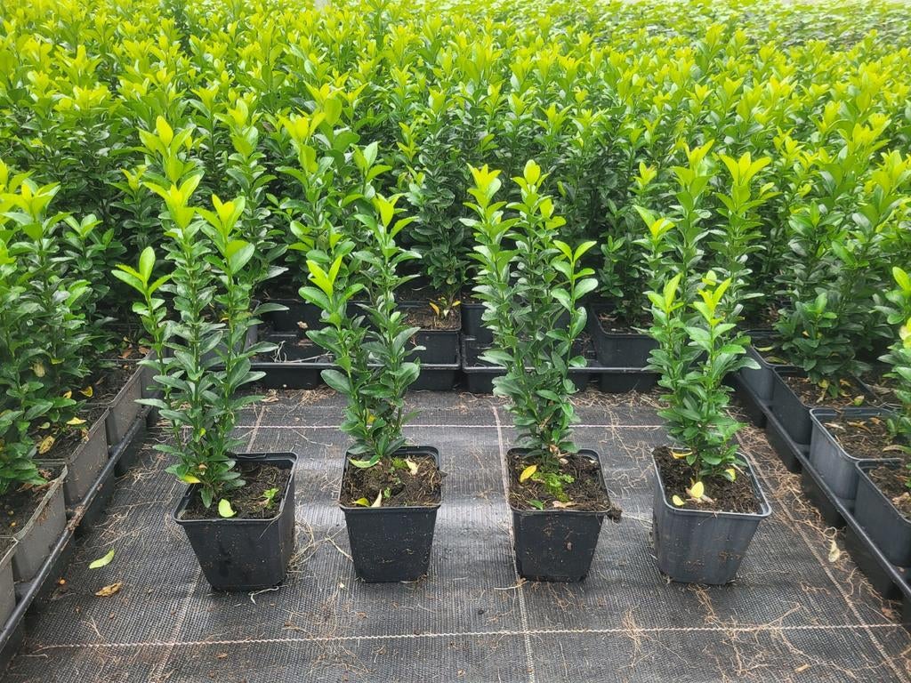 Buxusvervanger Euonymus Green Spire, Tuin en Terras, Ophalen of Verzenden, Zomer, Volle zon