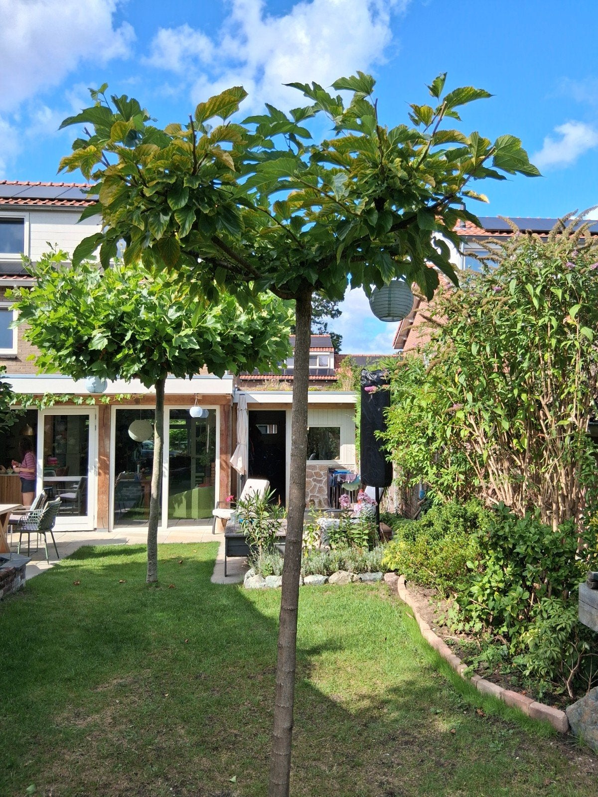 Mooie Moerbei boom (vruchtloos), Bloeit niet, 100 tot 250 cm, Dakboom, Ophalen