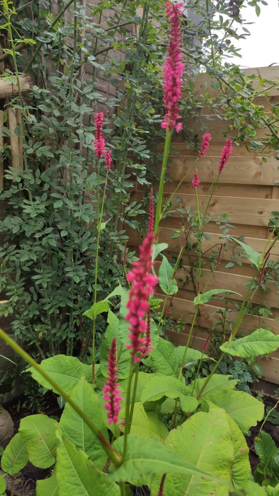 3*Duizendknoop (Persicaria amplexicaulis) - Vaste plant, Volle zon, Vaste plant, Zomer, Ophalen