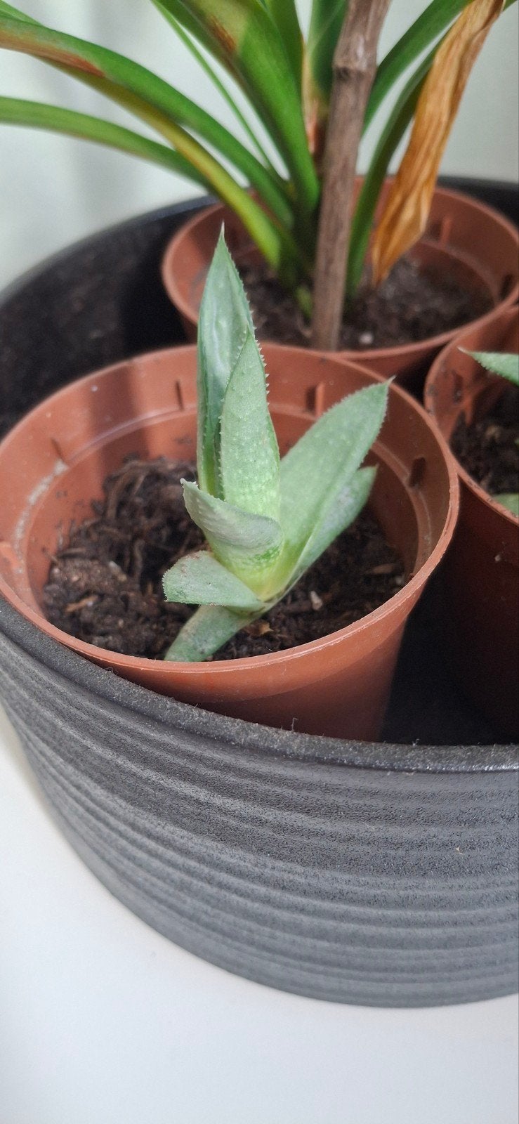 Gasteria (Ossentong) stekjes, Vaste plant, Bloeit niet, Halfschaduw, Ophalen