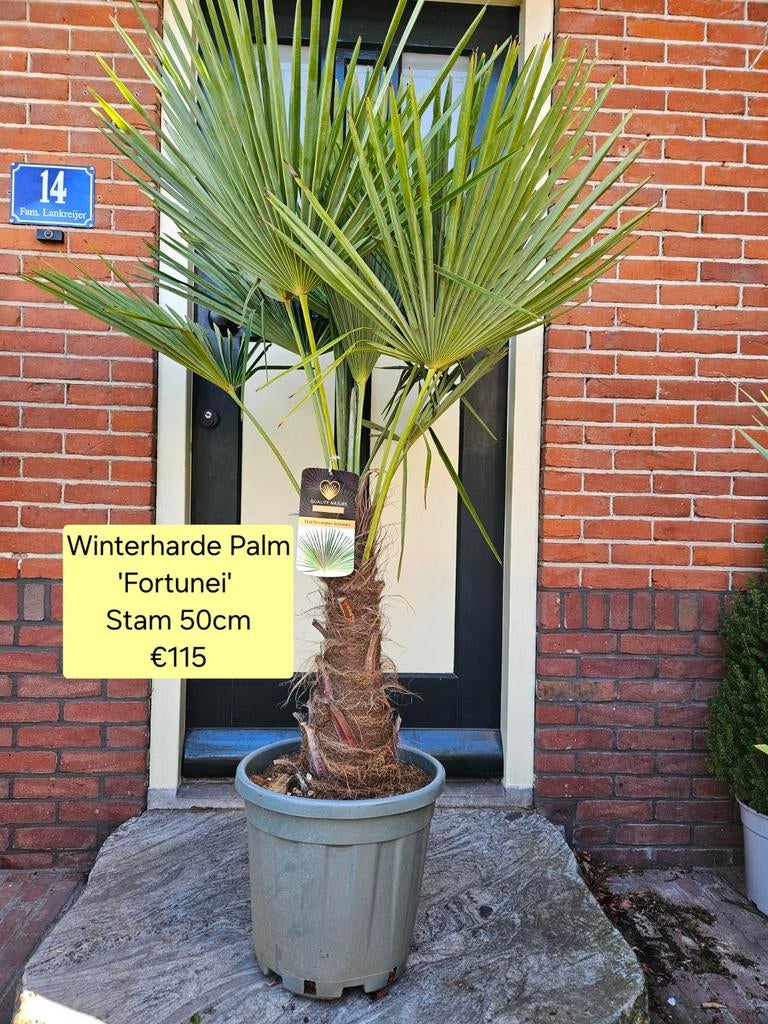 Trachycarpus Fortunei/Europese dwergpalm diverse maten, Volle zon, Ophalen of Verzenden, 100 tot 250 cm, Olijfboom