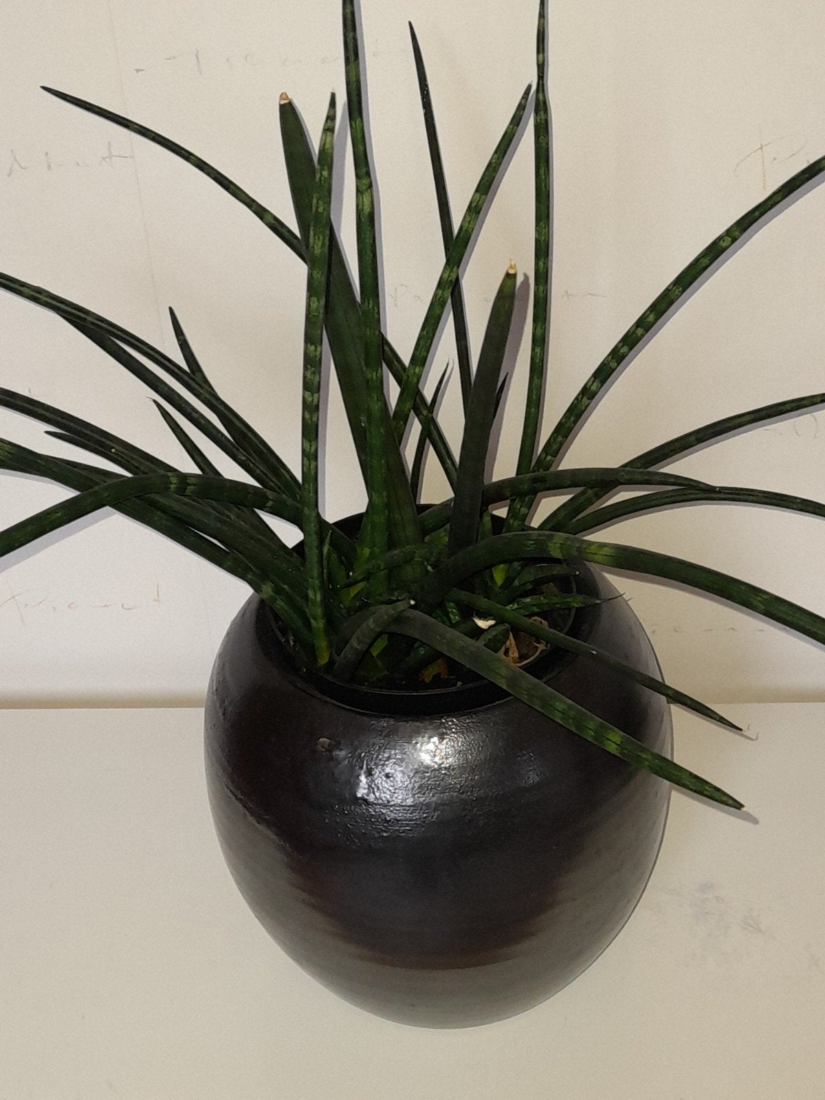 Sanseveria Fernwood, Ophalen