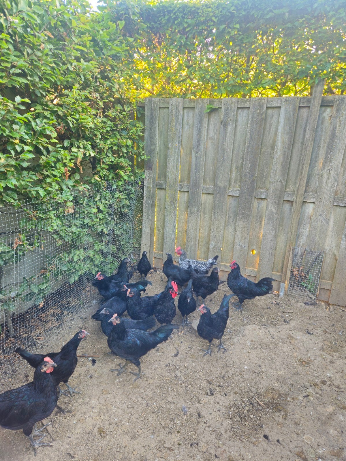 Mergelland/Hervehoen hanen, Dieren en Toebehoren, Pluimvee, Mannelijk, Kip