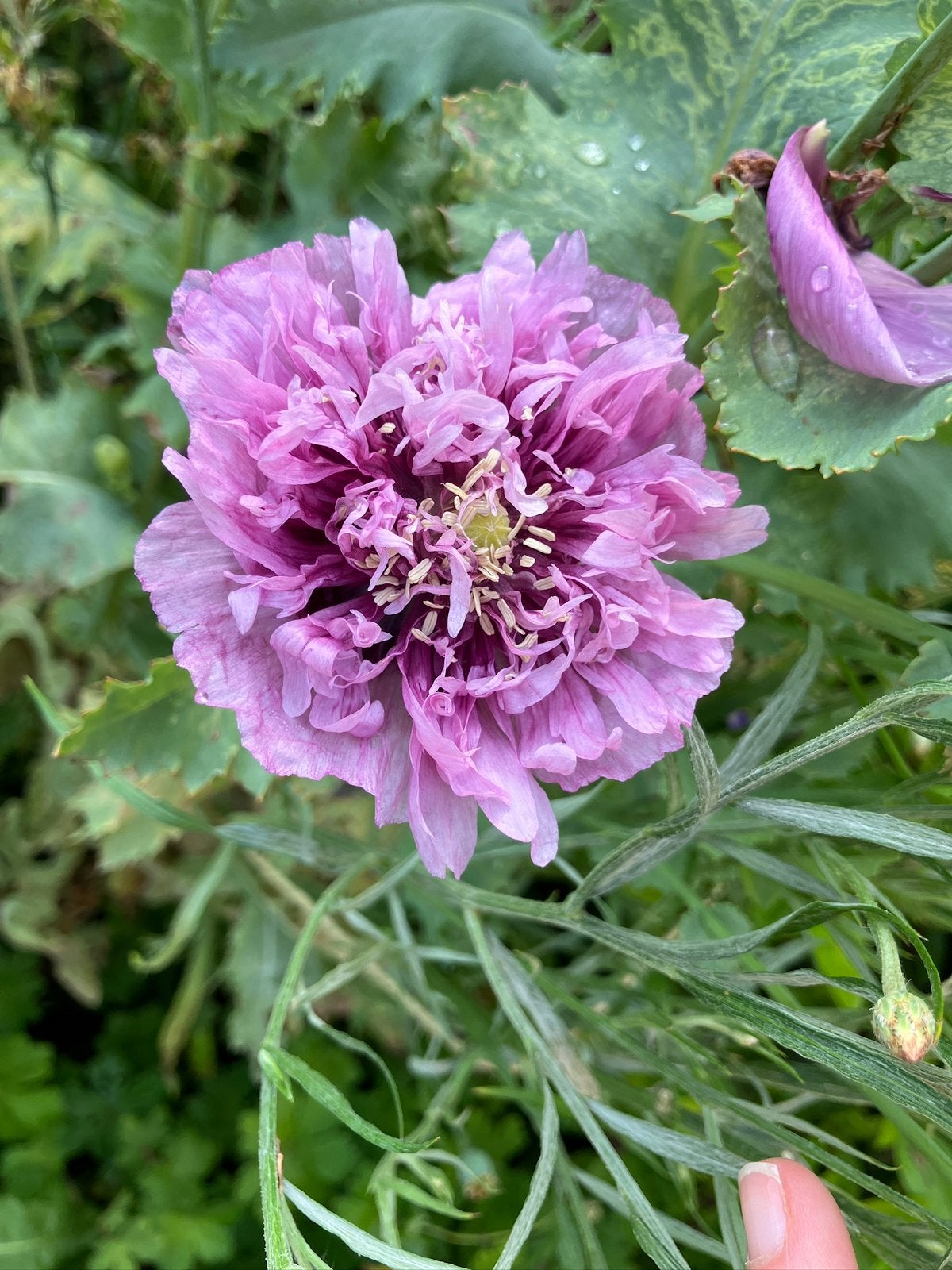 Papaver zaden licht paars, Verzenden, Najaar, Volle zon, Zaad