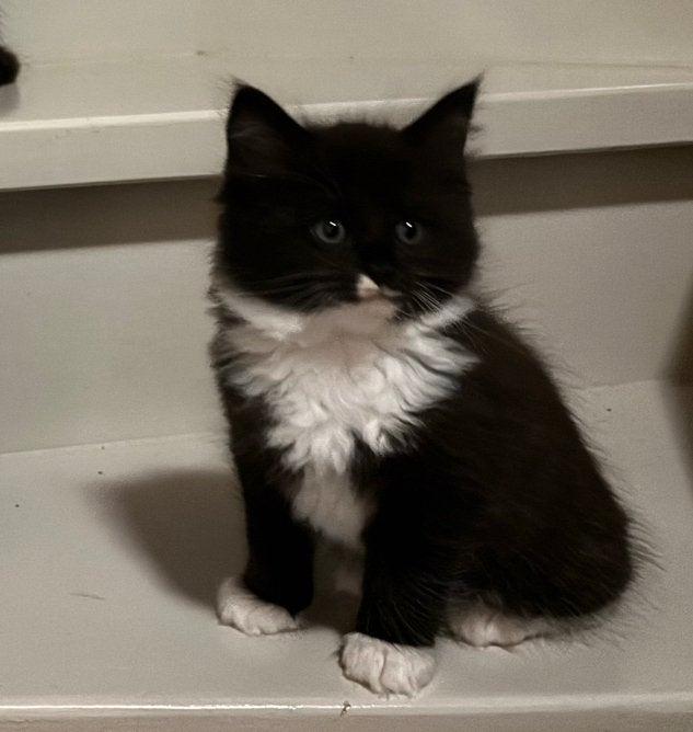 Lieve kitten zwart / wit Maine Coon x Ragdoll, Poes, Ontwormd, 0 tot 2 jaar