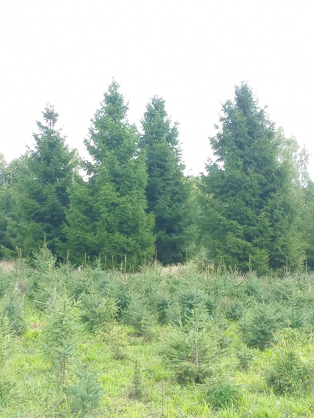 Abies kerstbomen  tot ca. 12 meter, Ophalen, Overige soorten