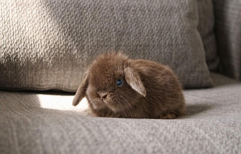 ❤Raszuivere minilop hangoor konijntjes tam, lief & zindelijk, Dieren en Toebehoren, Konijnen, Meerdere dieren, Dwerg, Hangoor