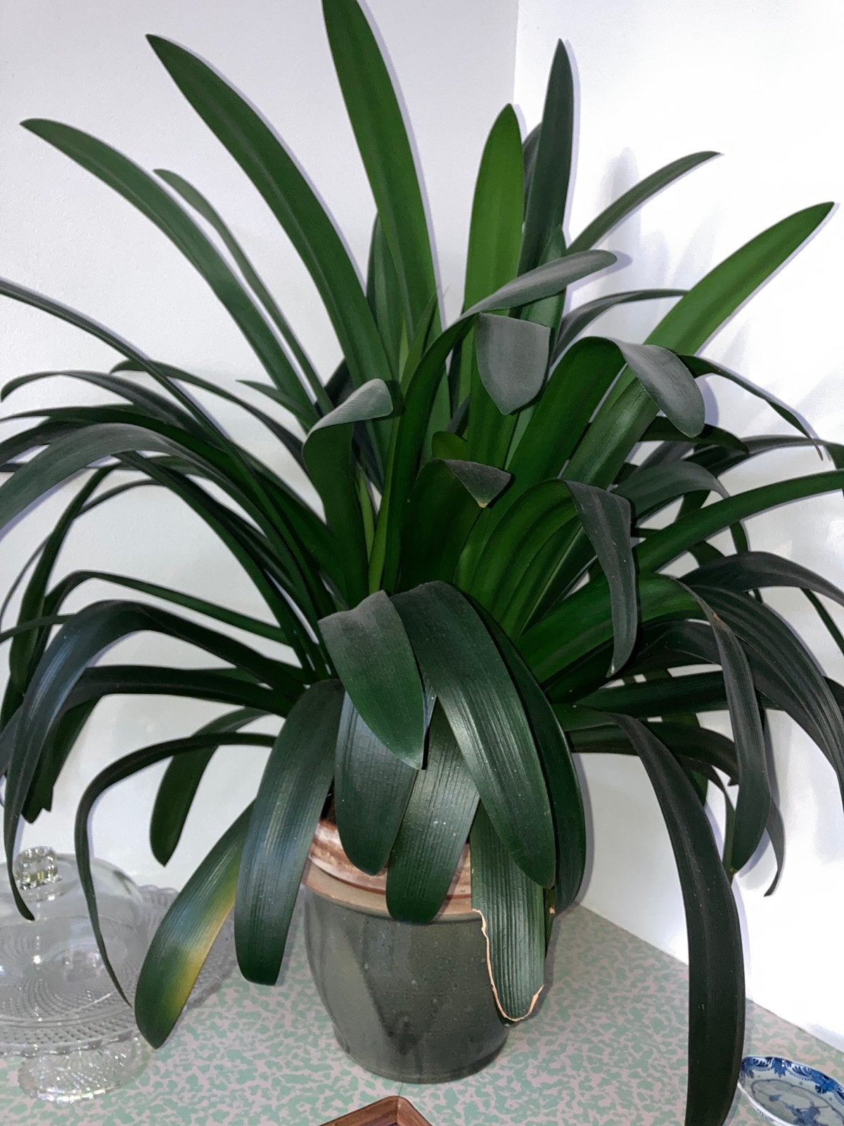Twee Clivia planten - 1 plant bestaat uit 3 delen, Vaste plant, Halfschaduw, Lente, Ophalen