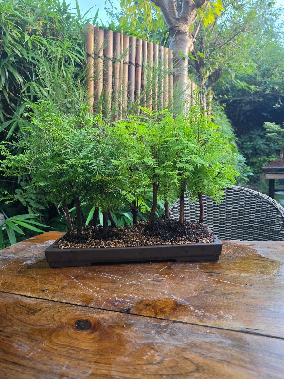 bonsai metasequoia bos 10 bomen in landschapschaal, Ophalen, Overige soorten, Volle zon