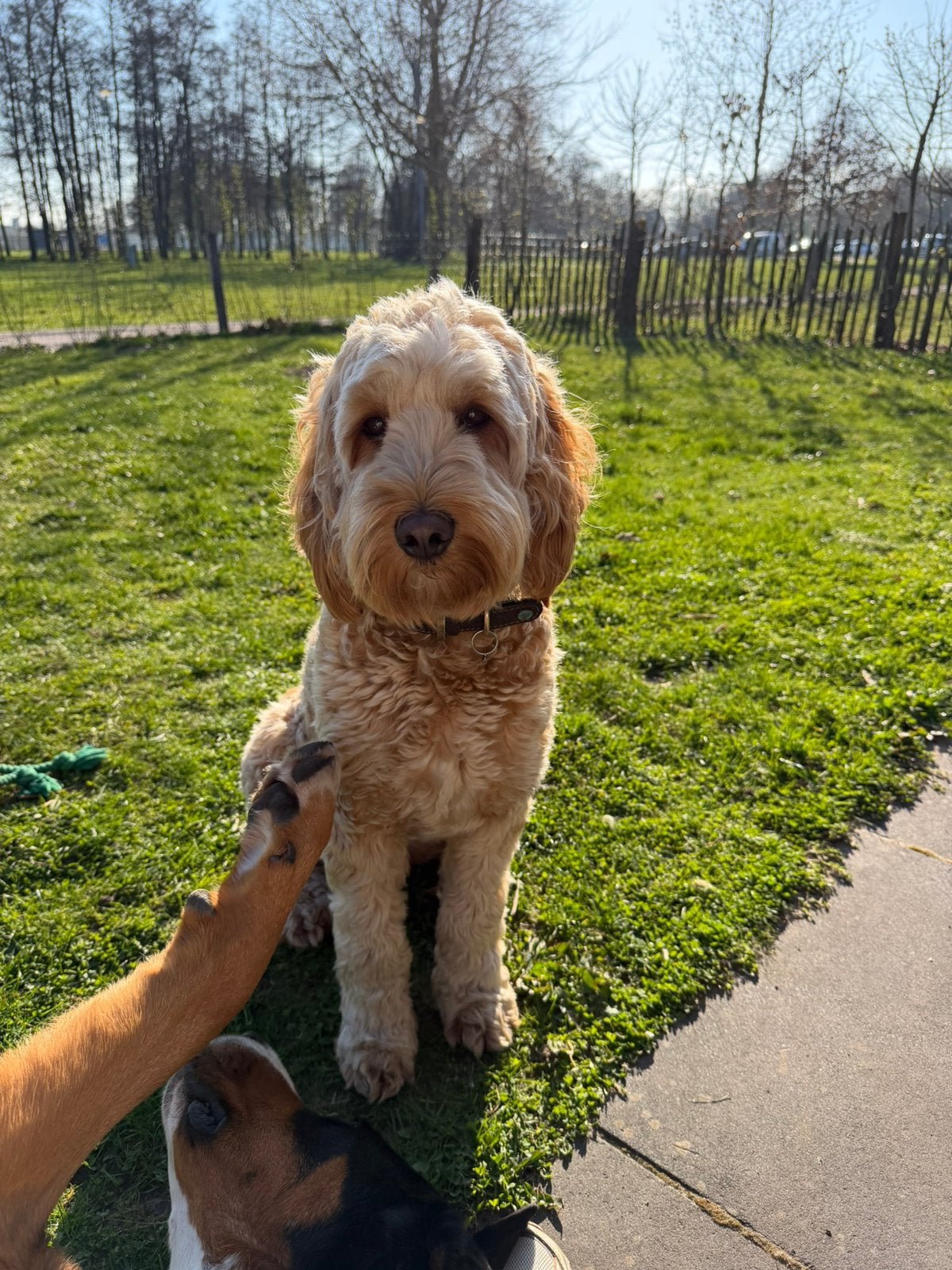 Nestplanning Labradoodle pups – najaar 2026, Overige rassen, 8 tot 15 weken, Parvo, Meerdere