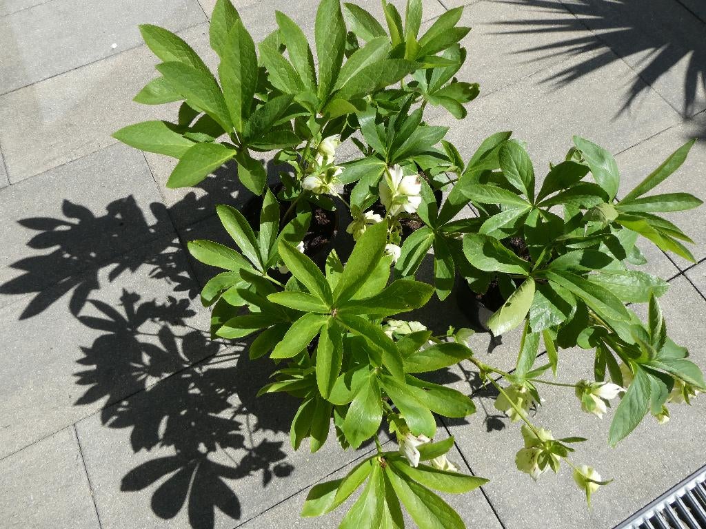 Helleborus, vaste plant, prachtig boeiend, BIO, Ophalen, Vaste plant, Overige soorten, Volle zon