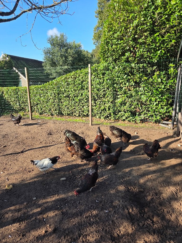 Te koop kippen, Dieren en Toebehoren, Vrouwelijk, Kip