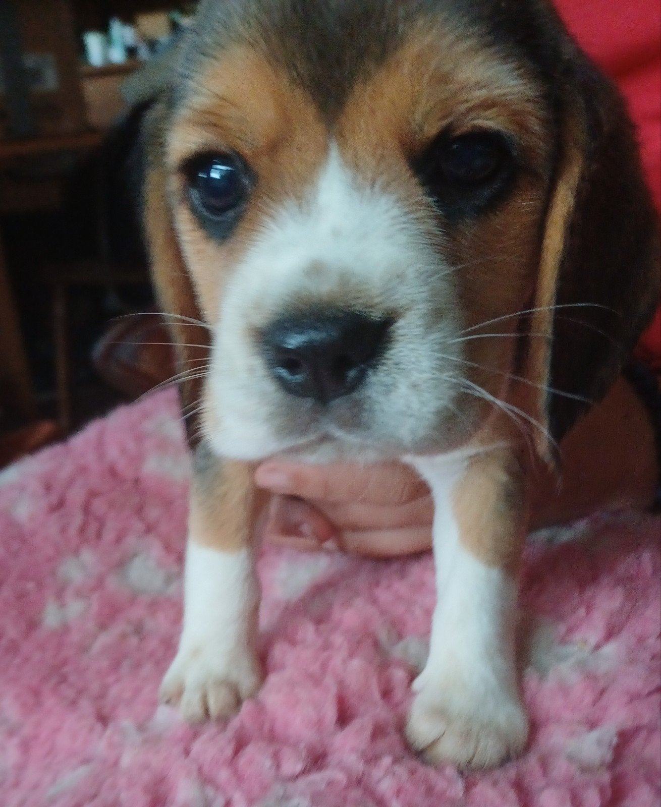 Truus met haar puppys, 4 reutjes 3 teefjes, Parvo, 8 tot 15 weken, Meerdere, Meerdere dieren
