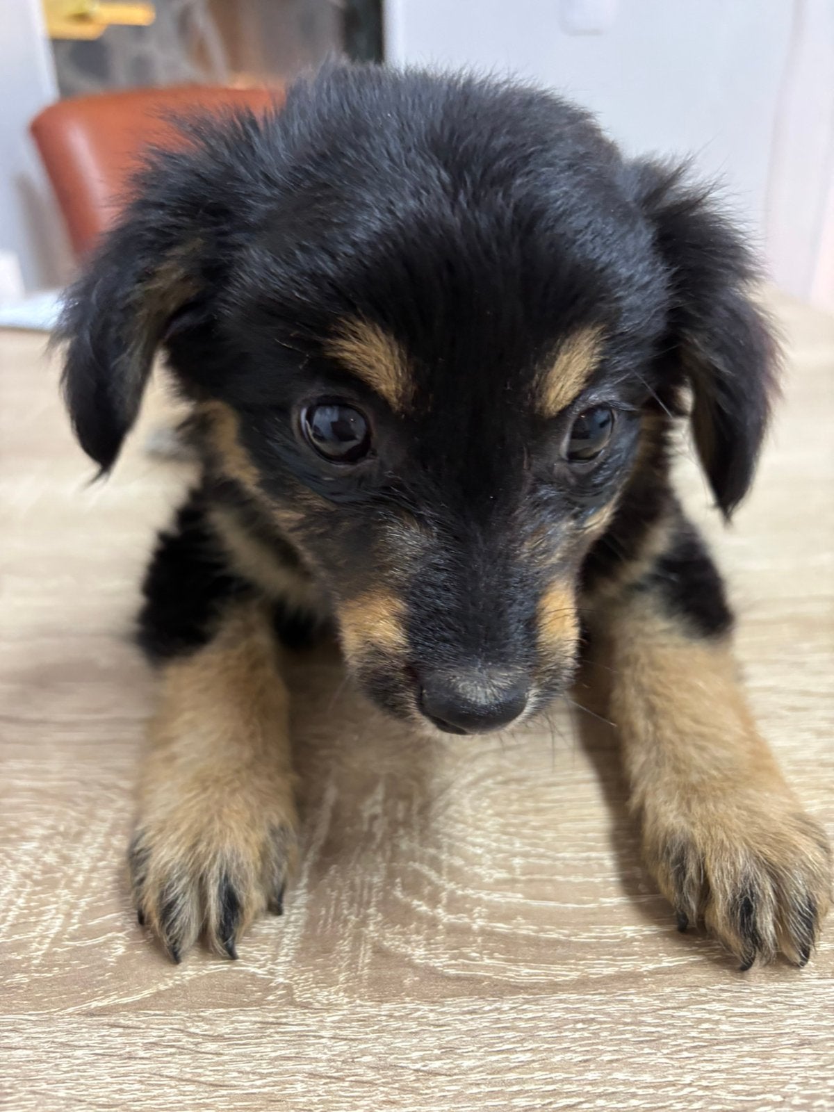 Puppy, Dieren en Toebehoren, CDV (hondenziekte), Particulier, Reu, 8 tot 15 weken