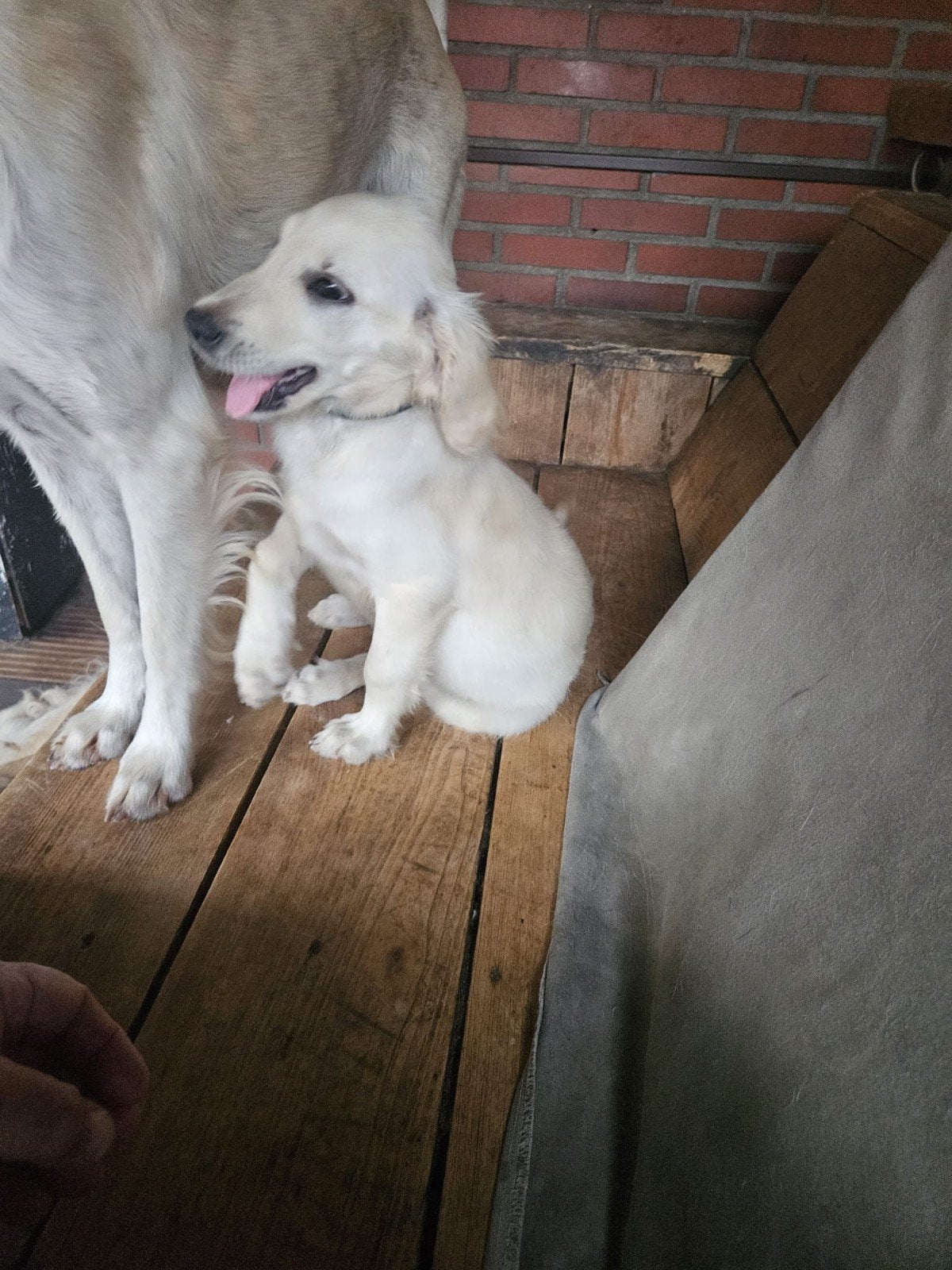 Te koop 1 Flatcoated Retriever Pup Teefje, Overige rassen, 8 tot 15 weken, Teef, Parvo