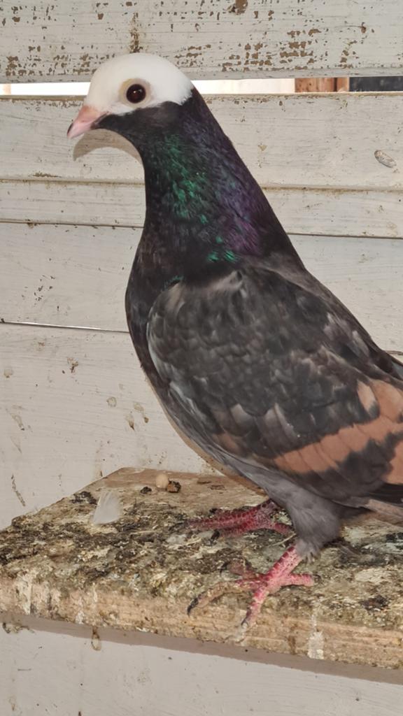 Te koop diverse sierduiven, Dieren en Toebehoren, Vogels | Duiven, Meerdere dieren, Overige soorten