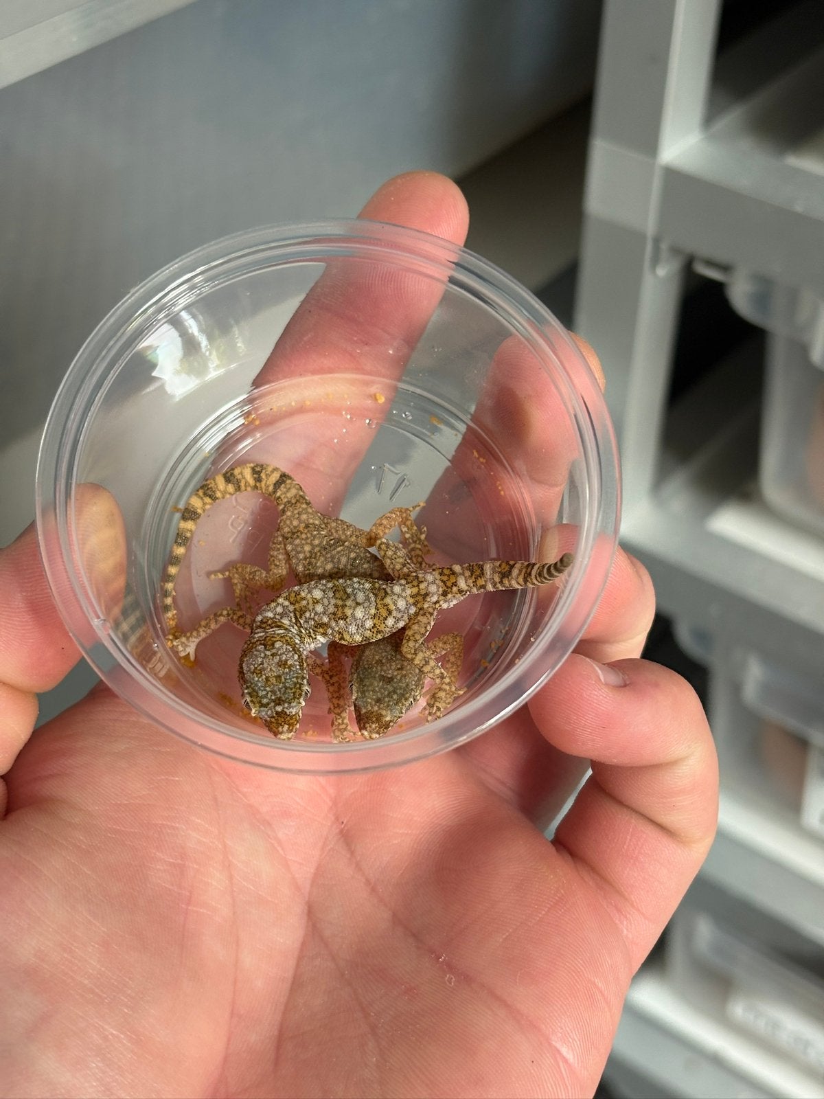 1.1 stenodactylus stenodactylus