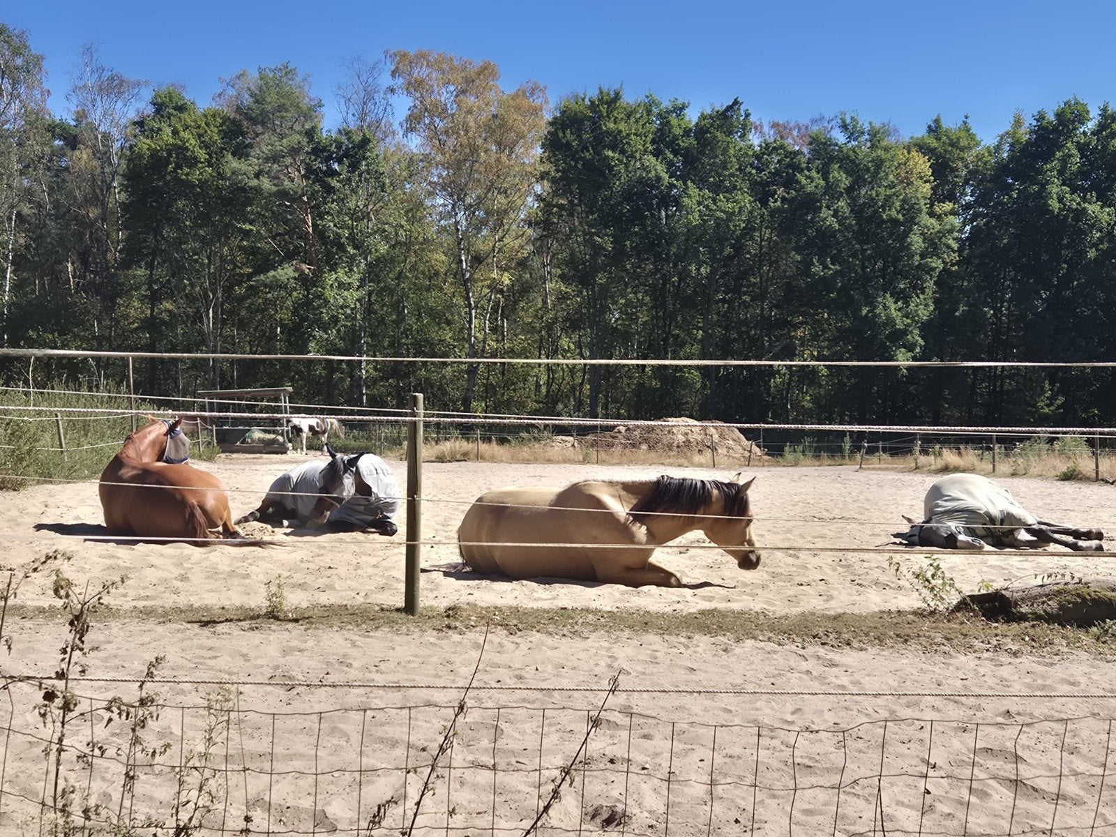1 plek vrij op paddock paradise in Veldhoven, Weidegang, 1 paard of pony