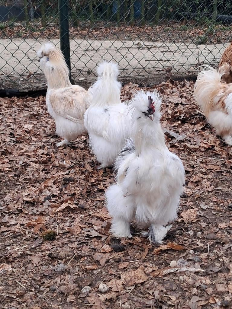 Zeidehoen haantjes., Dieren en Toebehoren, Pluimvee, Mannelijk, Kip