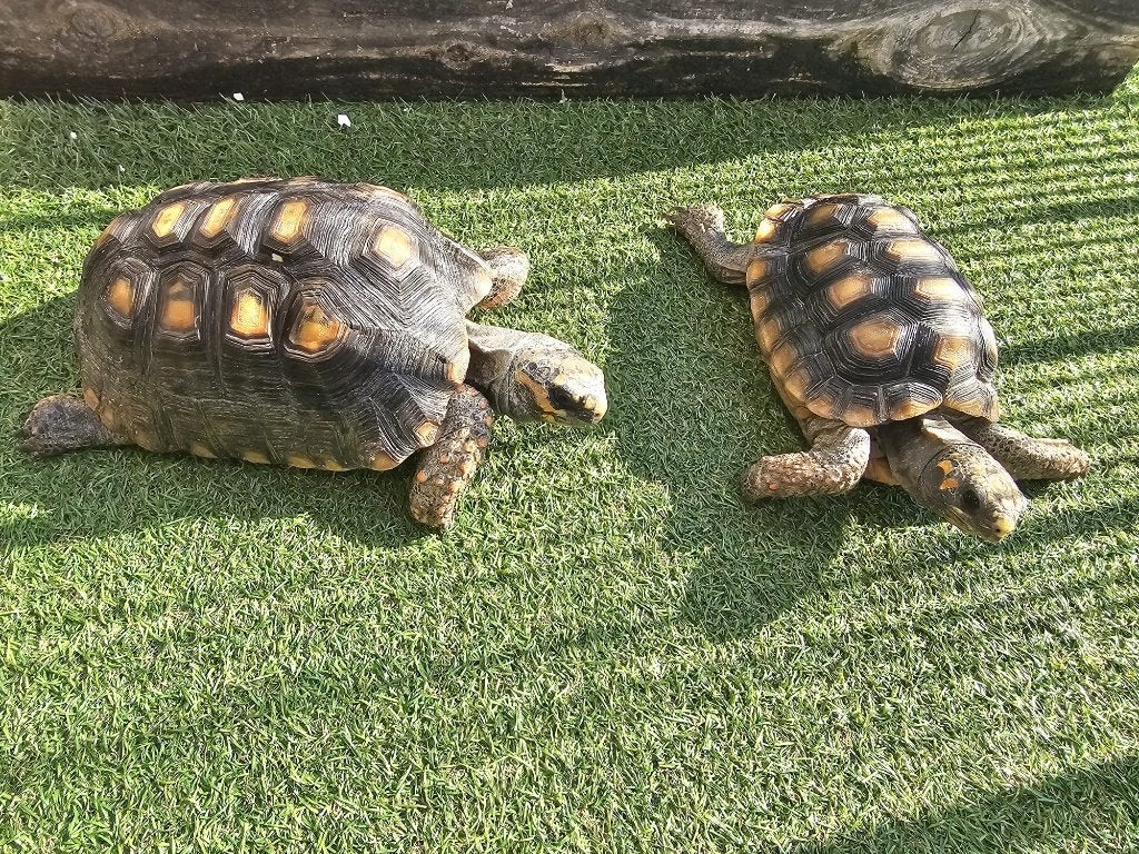 Kolenbrander schildpadden (Chelonoidis carbonarius), Schildpad, Tam, 11 jaar of ouder