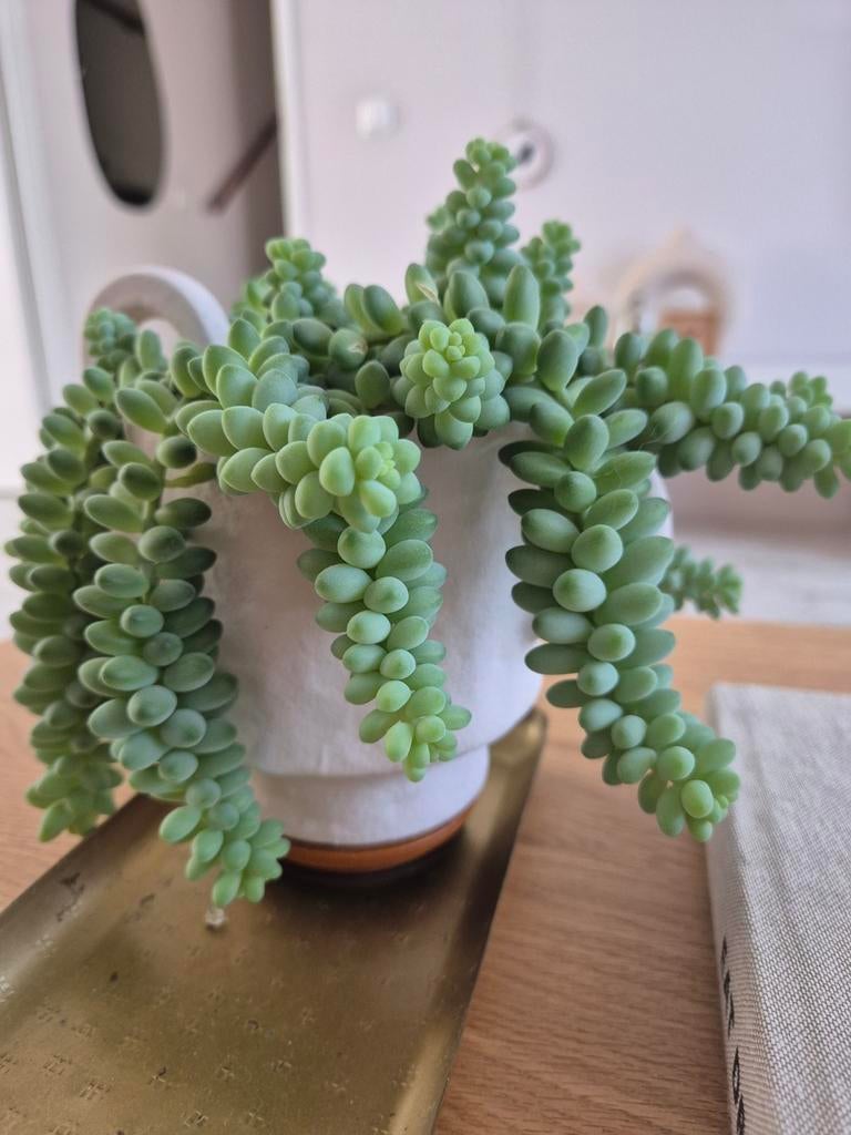 Sedum burrito stekjes, Ophalen, Halfschaduw, Minder dan 100 cm