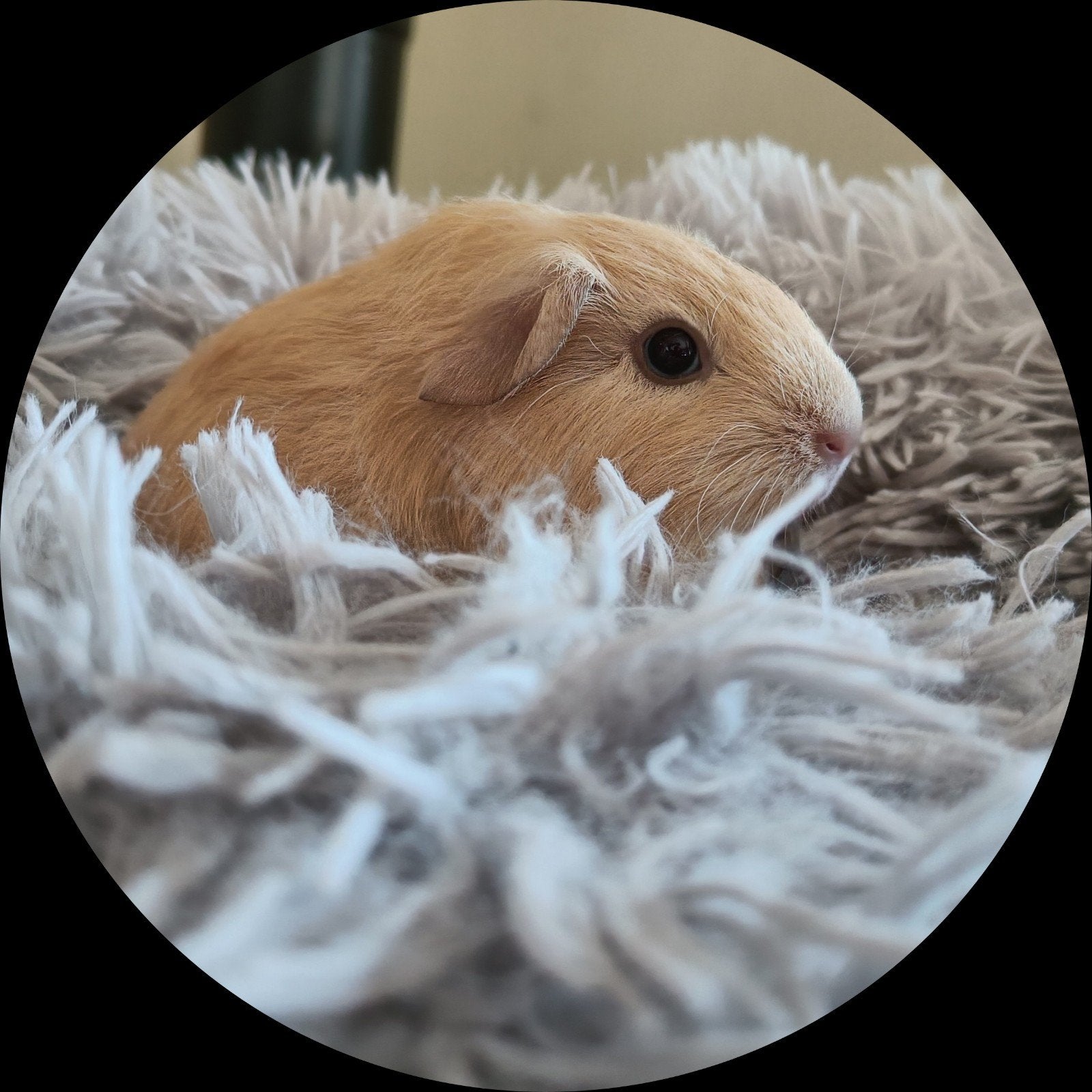 Mooi crème baby beertje, Mei, Mannelijk, Cavia