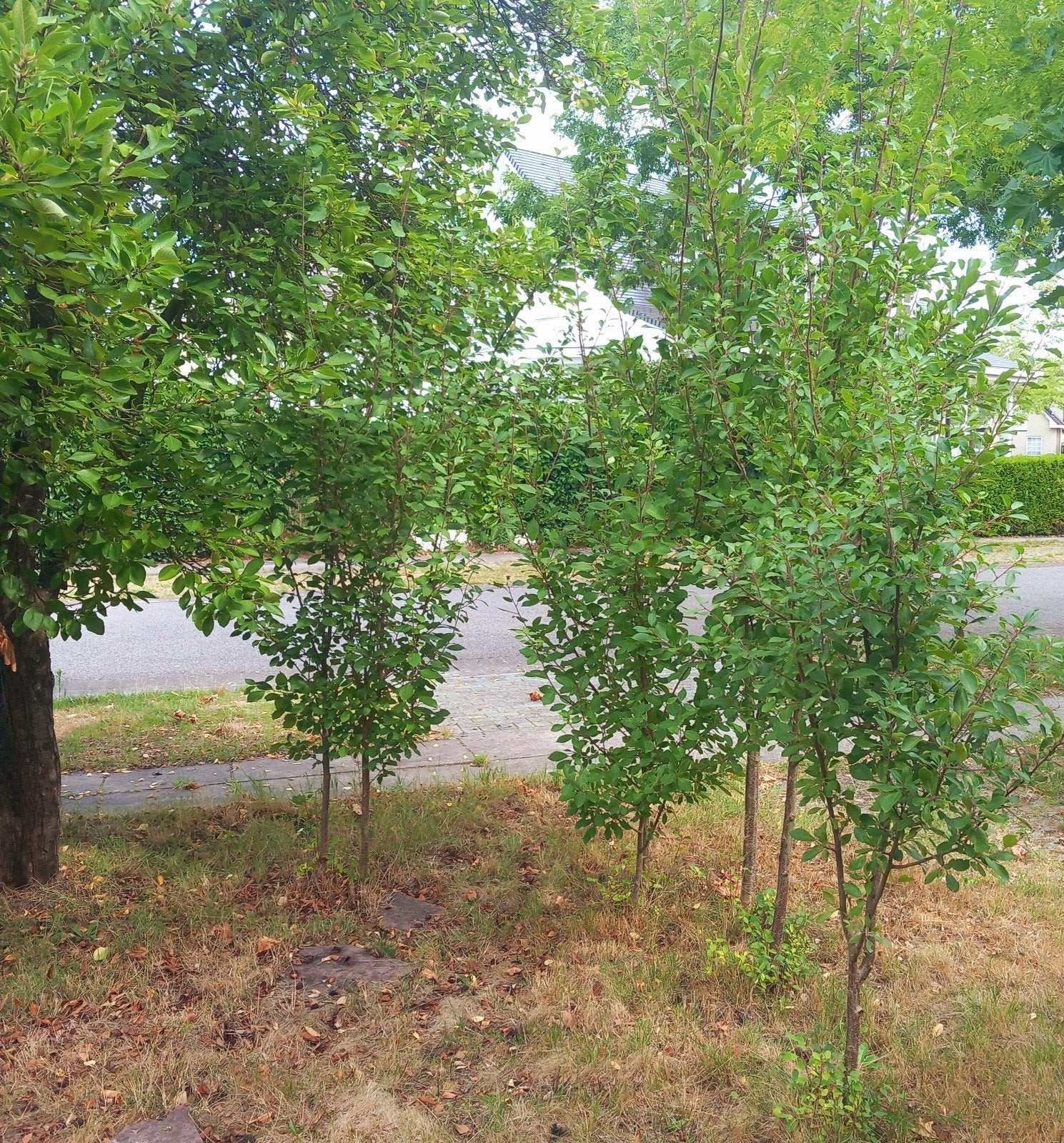 Pruimenboompjes Mirabelle, geel-groen, Tuin en Terras, Planten | Bomen, Volle zon, 100 tot 250 cm, Zomer, Overige soorten