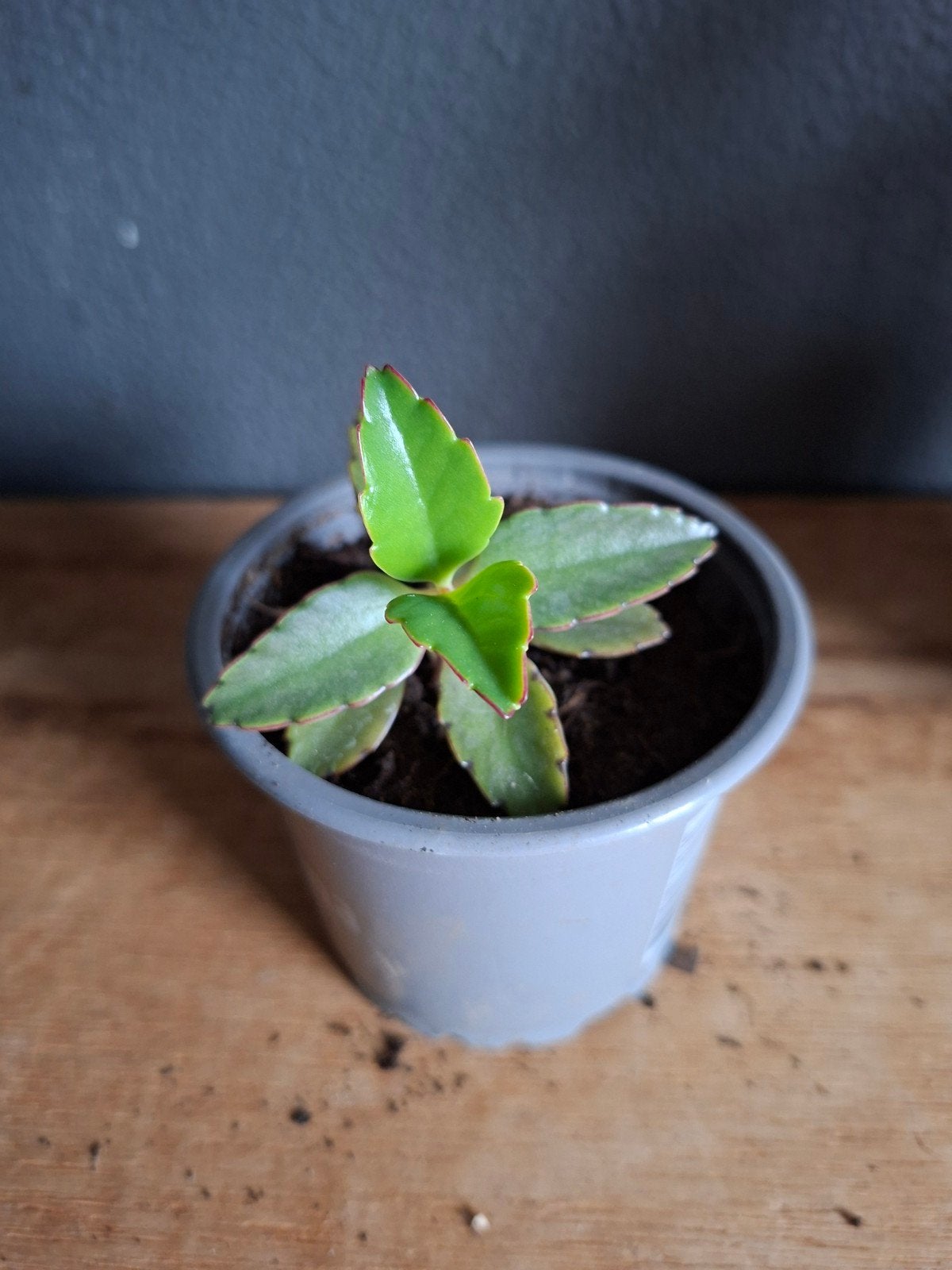 Moeder van duizend plant; Kalanchoë daigremontiana, Ophalen