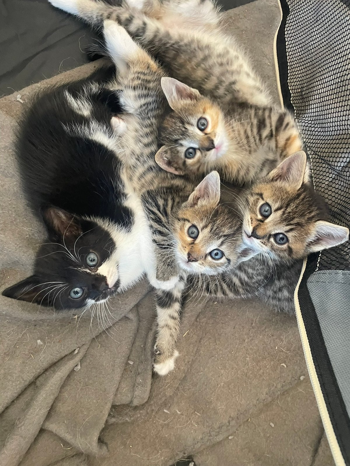 Nog een zwart witte kater en cypers poesje beschikbaar, Meerdere dieren, Ontwormd