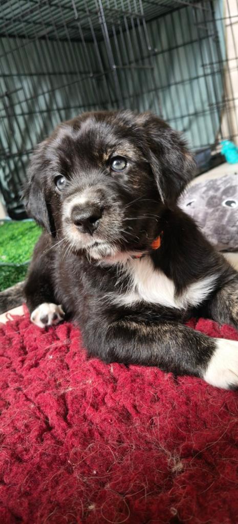 Pups Australian Shepherd x Golden retriever, Parvo, Overige rassen, 8 tot 15 weken, Teef