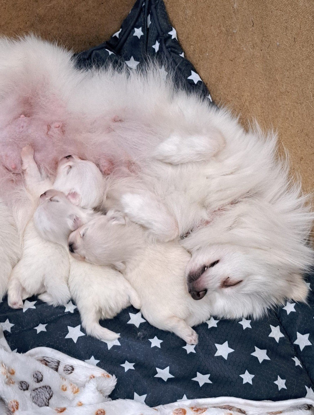 Pomeranian puppy's, Parvo, Keeshond, 8 tot 15 weken, Meerdere