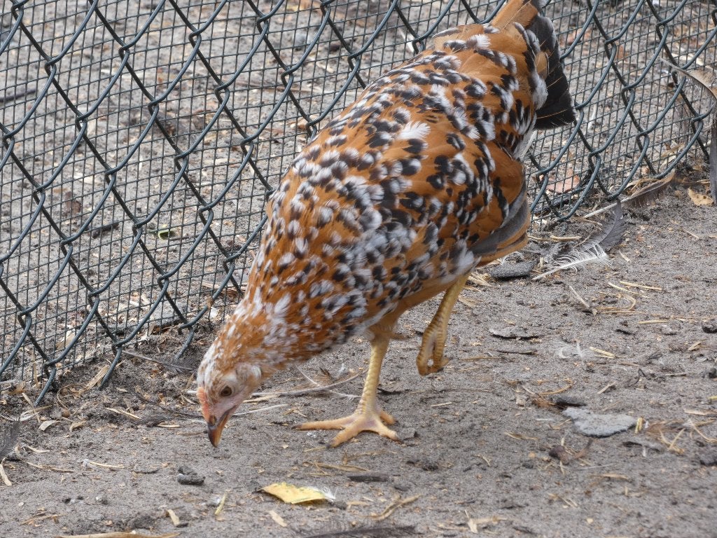 jonge leghennen andalusiers en leghorns, Meerdere dieren, Kip