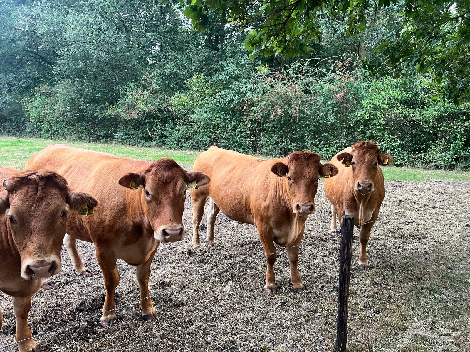 Limousin Vaarsen, Dieren en Toebehoren, Runderen, Vrouwelijk, 3 tot 6 jaar