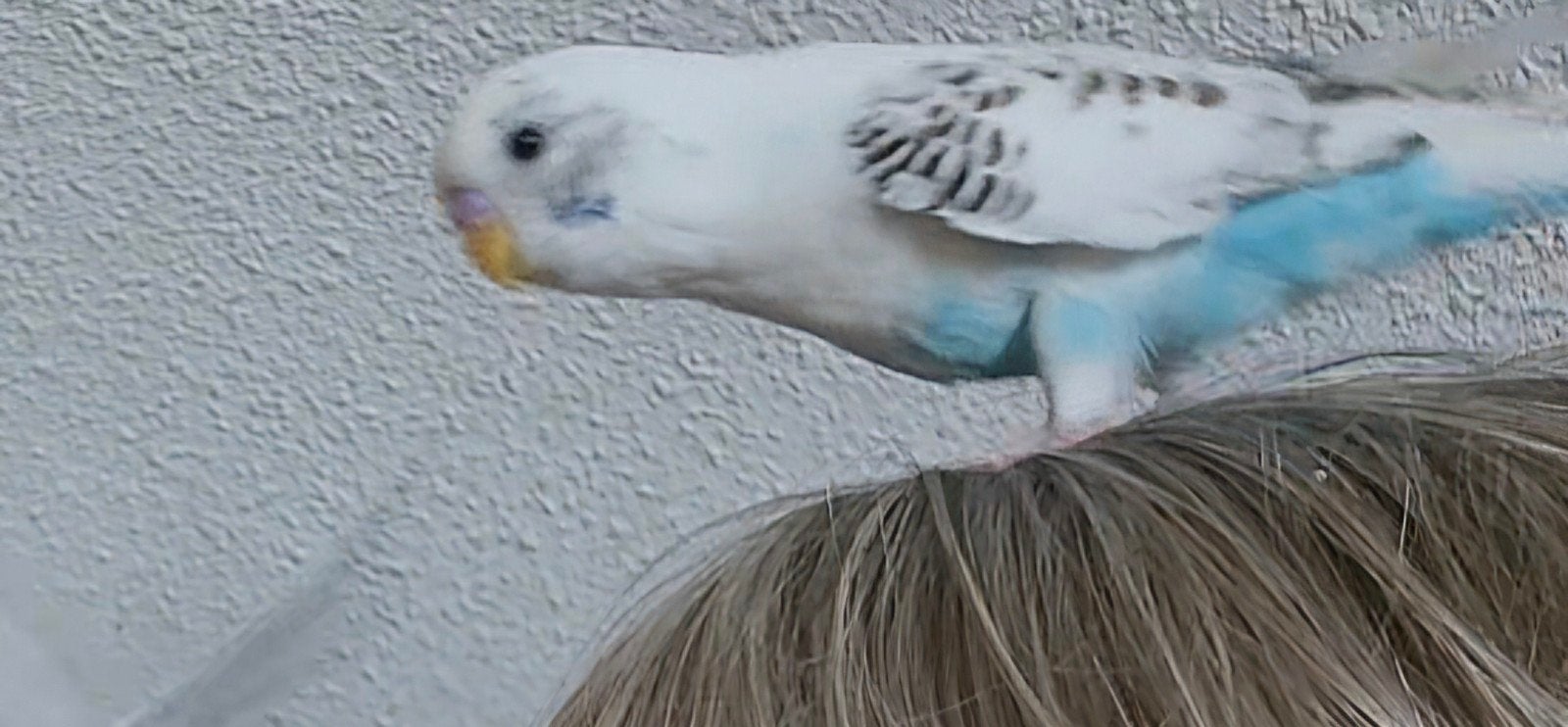 Mooie jonge parkietjes om tam te maken., Dieren en Toebehoren, Vogels | Overige Vogels, Meerdere dieren, Tam