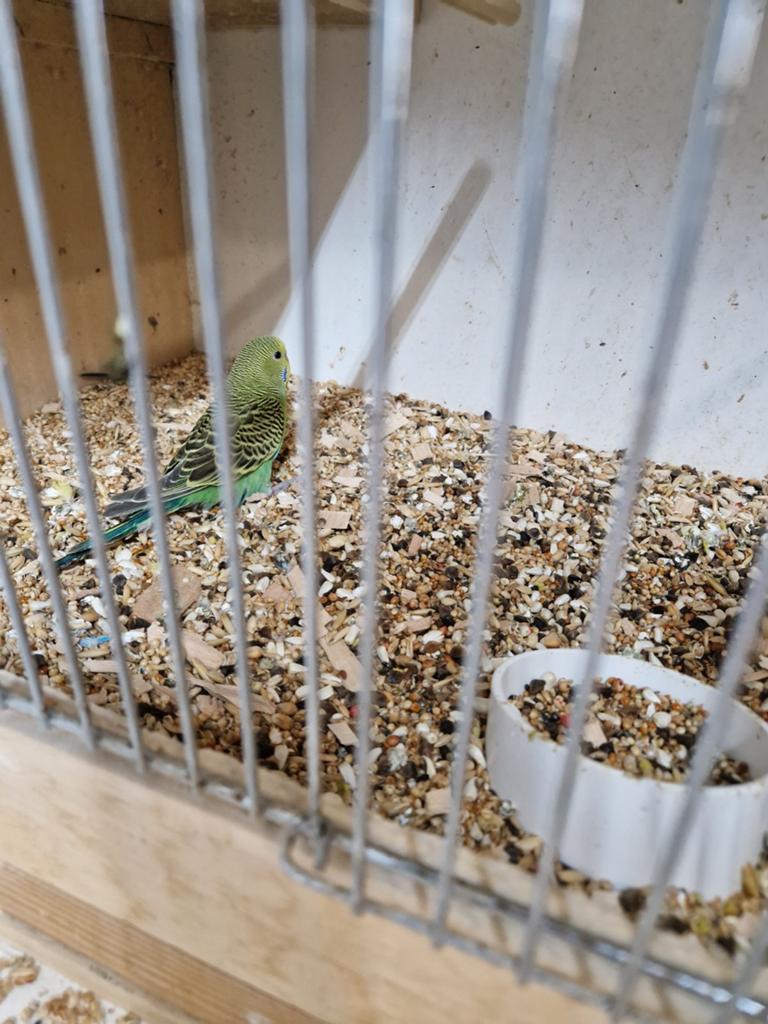 Mooie jonge grasparkiet te koop., Dieren en Toebehoren, Vogels | Parkieten en Papegaaien, Geslacht onbekend, Parkiet