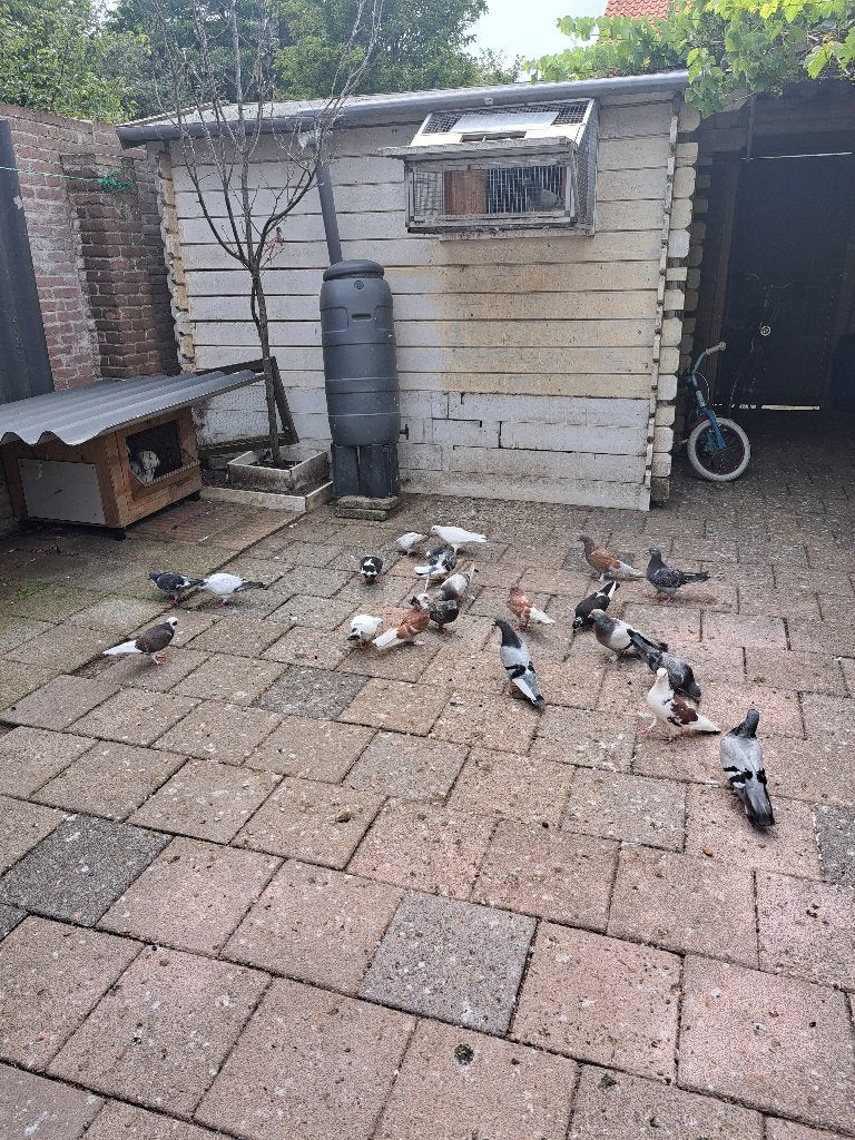 Iraanse jonge duiven te koop, Meerdere dieren, Overige soorten